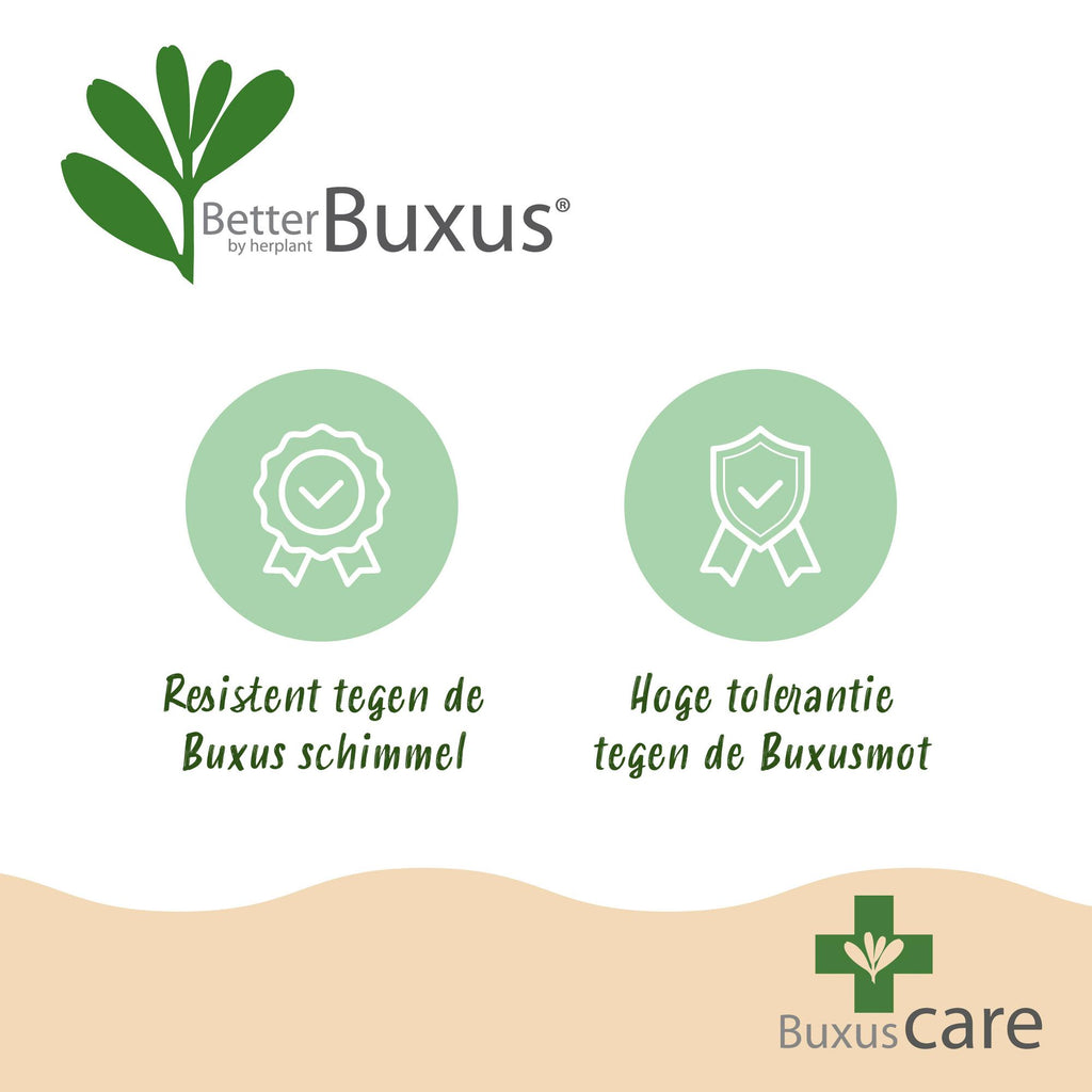 Buxus Pyramide - BetterBuxus Skylight - Resistant tegen de Buxus Schimmel - 1 Plant - Pot 23cm Hoogte 60-70cm