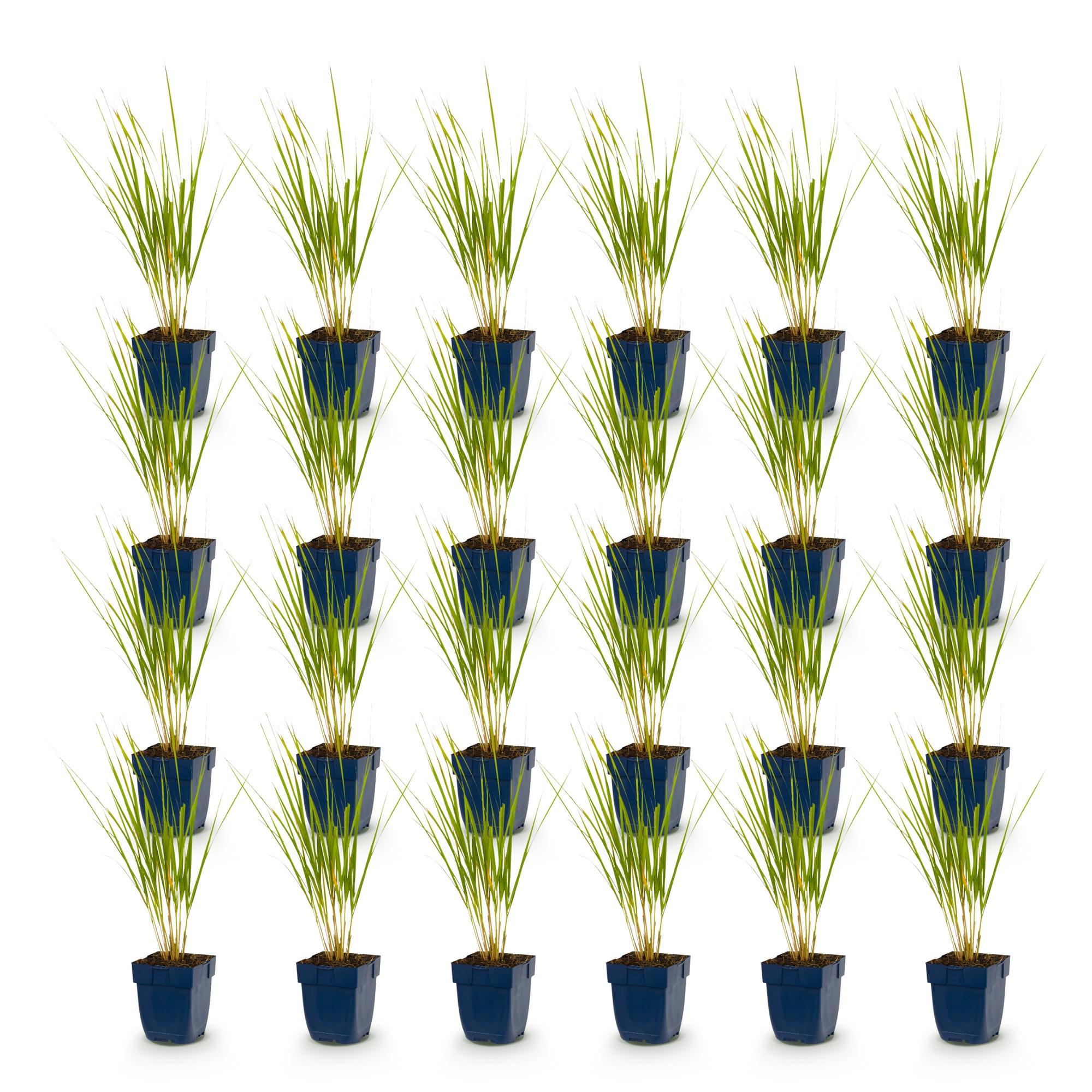 Grassen - Calamagrostis Karl Foerster - Struisriet - Met Pluim - Groen - 24 Planten - Pot 11cm - Hoogte 15-25cm