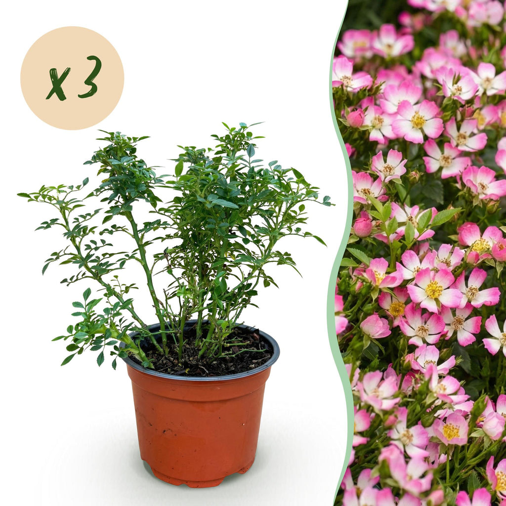 Tuin Roos - Rosa Cutie Pie - Roos - Winterhard - Roze - 3 Planten - Pot 12cm - Hoogte Hoogte 20-25cm