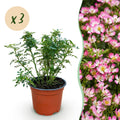 Tuin Roos - Rosa Cutie Pie - Roos - Winterhard - Roze - 3 Planten - Pot 12cm - Hoogte Hoogte 20-25cm