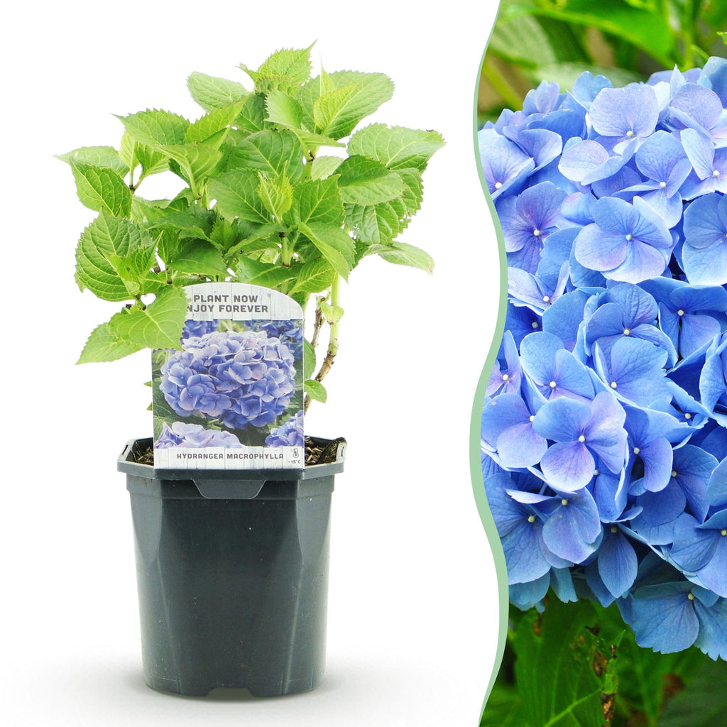 Hortensia - Hydrangea macrophylla Blue - Bloem Blauw - 1 Plant - Bladverliezend - Weinig Onderhoud - Pot 17cm Hoogte 30cm