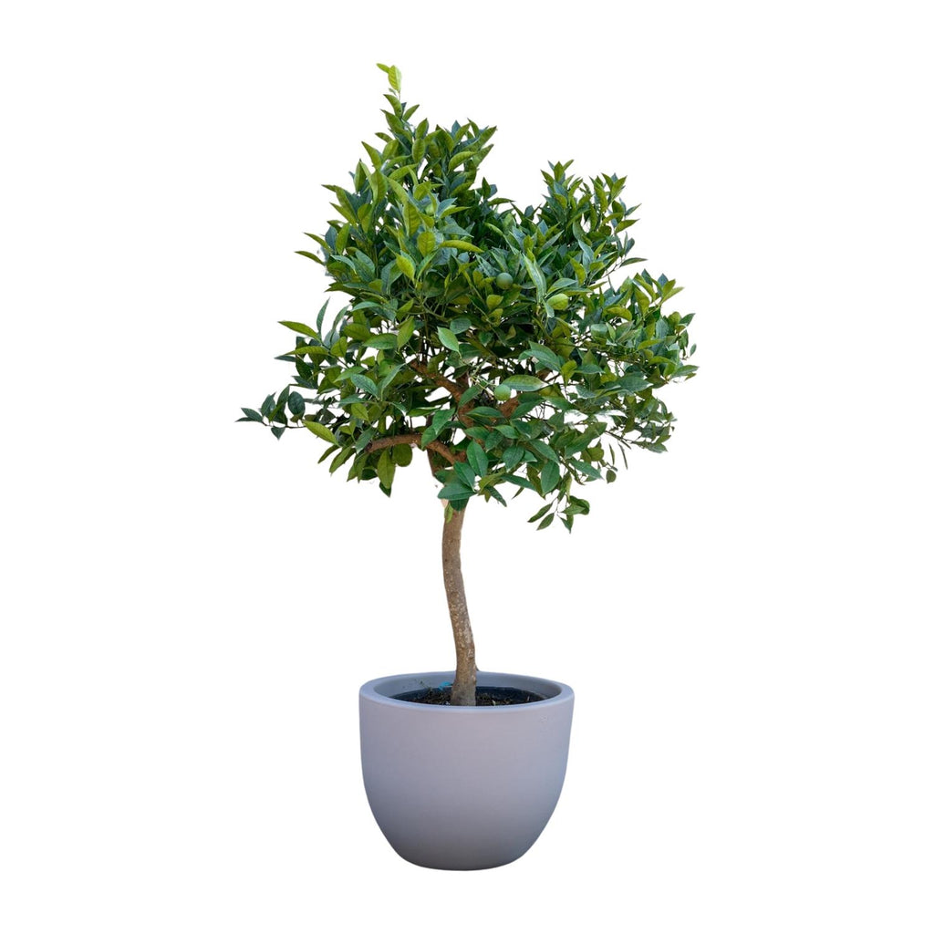 Sinaasappelboom - 200 cm - ø35