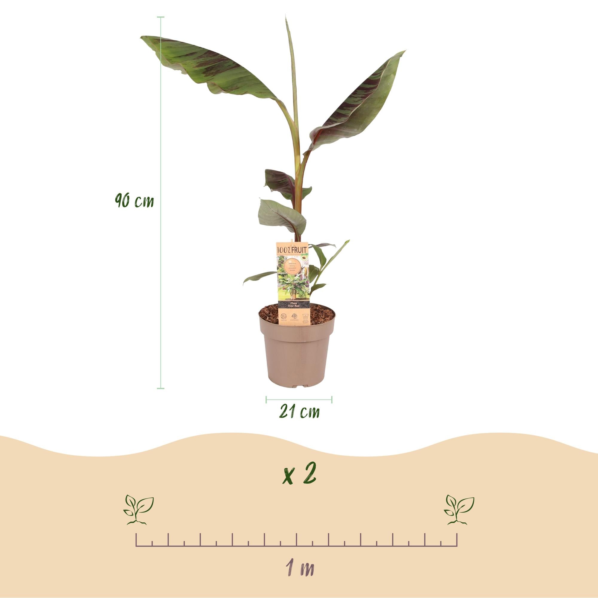 Fruitplant - Musa Ever Red - Bananenboom - Winterhard - Groen-Rood - 1 Plant - Pot 21cm - Hoogte 90cm