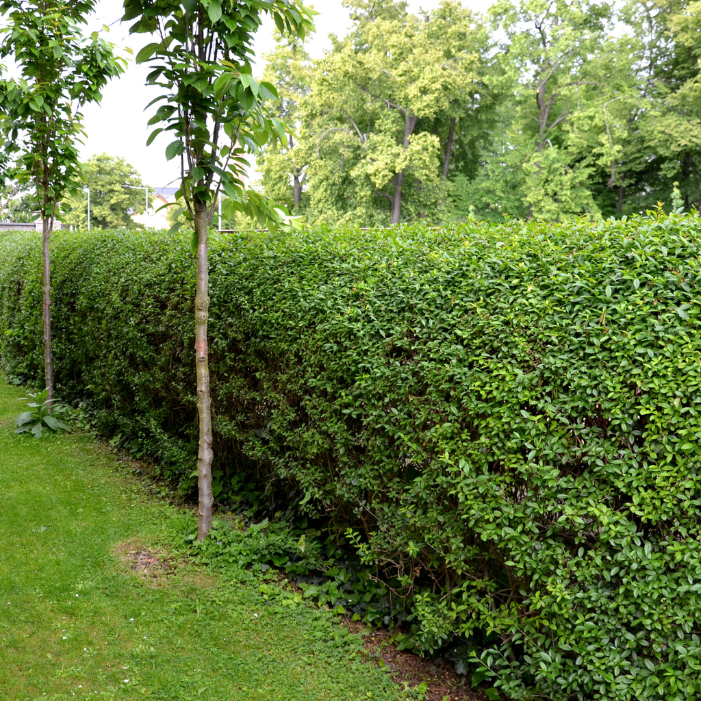 Palletdeal Haagplanten:  50 Ligustrum Ovalifolium ↕ 80-100 - Ø 19cm | Mini Pallet