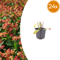 24x Helenium 'Moerheim Beauty' - ↕10-25cm - Ø9cm