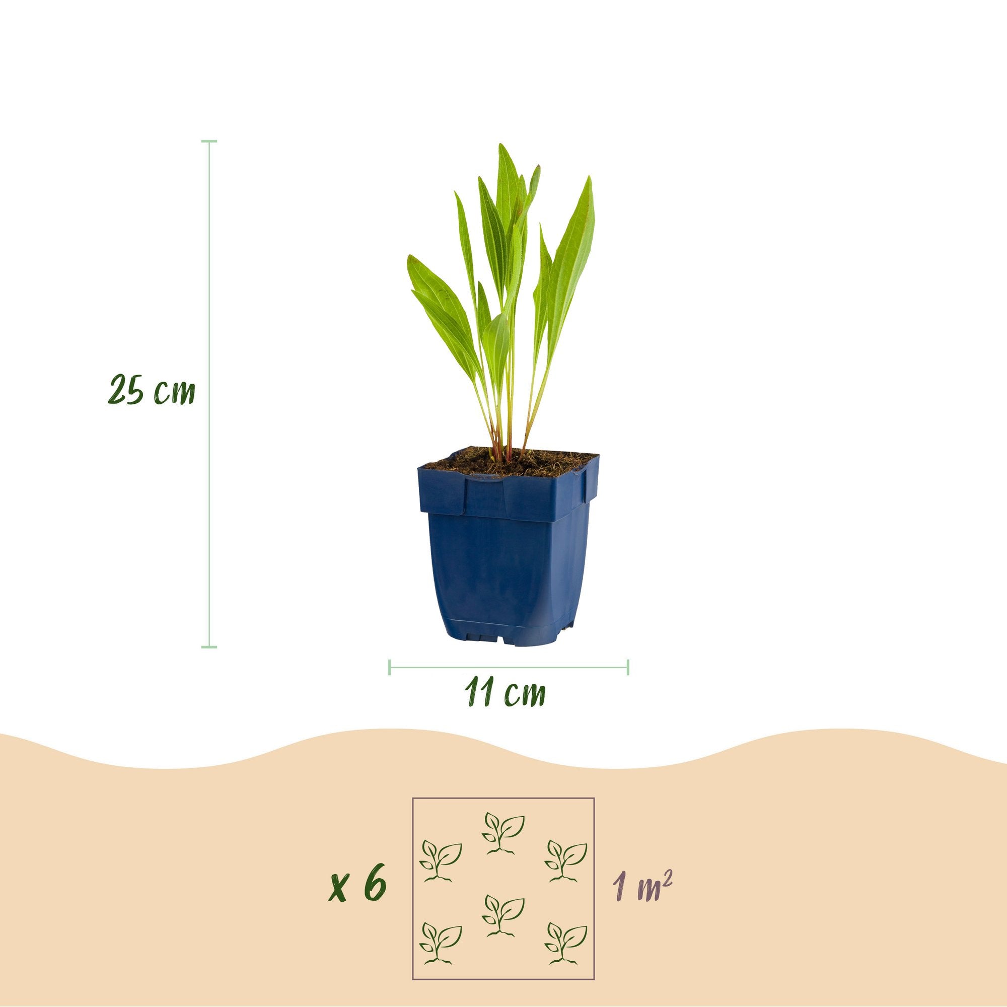 Vasteplant - Echinacea paradoxa - Zonnehoed - Bijen- en vlinderlokkers - Geel - 24 Planten - Pot 11cm - Hoogte 15-25cm