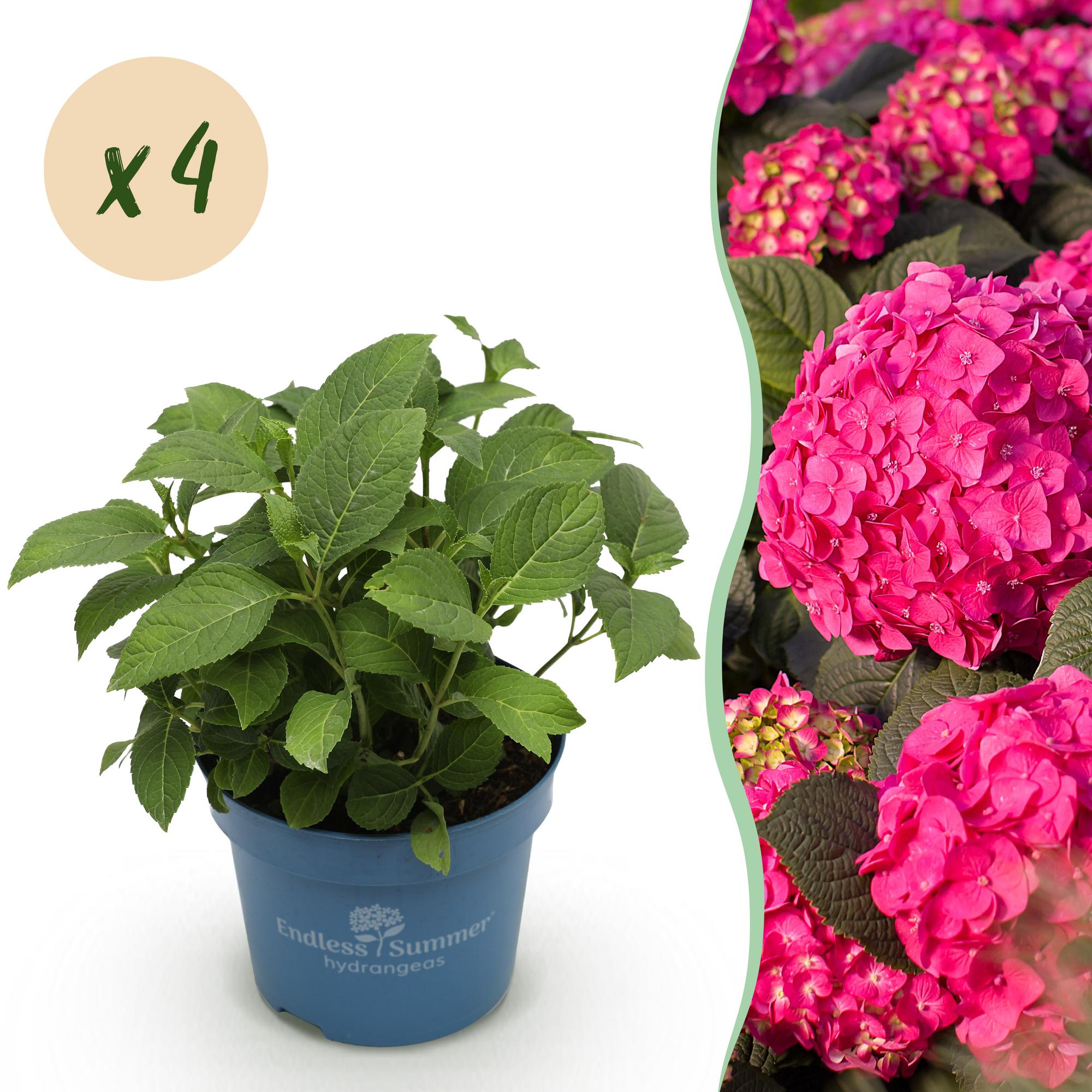 Tuinplant - Hydrangea Endles Summer Summer Love Red - Hortensia - Winterhard - Rood - 4 Planten - Pot 14cm - Hoogte 20-25cm