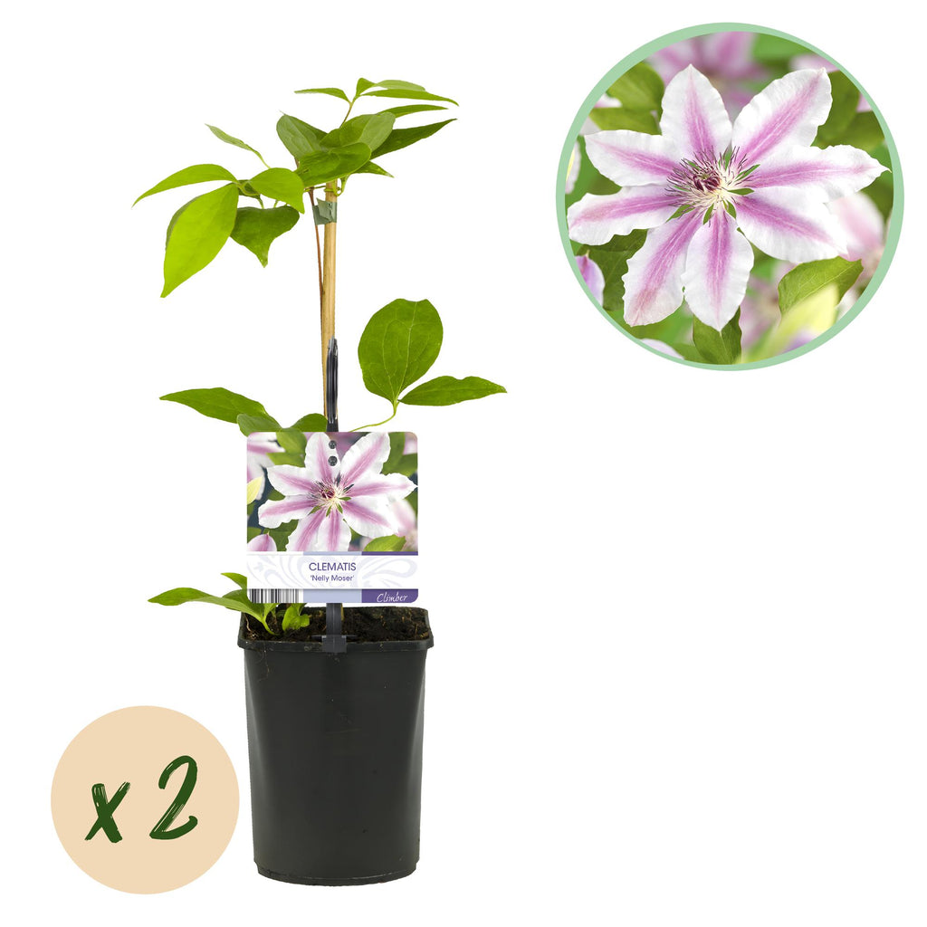Klimplant - Clematis Nelly Moser - Bloem Roze - Weinig onderhoud -2 planten -  Pot 11cm Hoogte 40cm