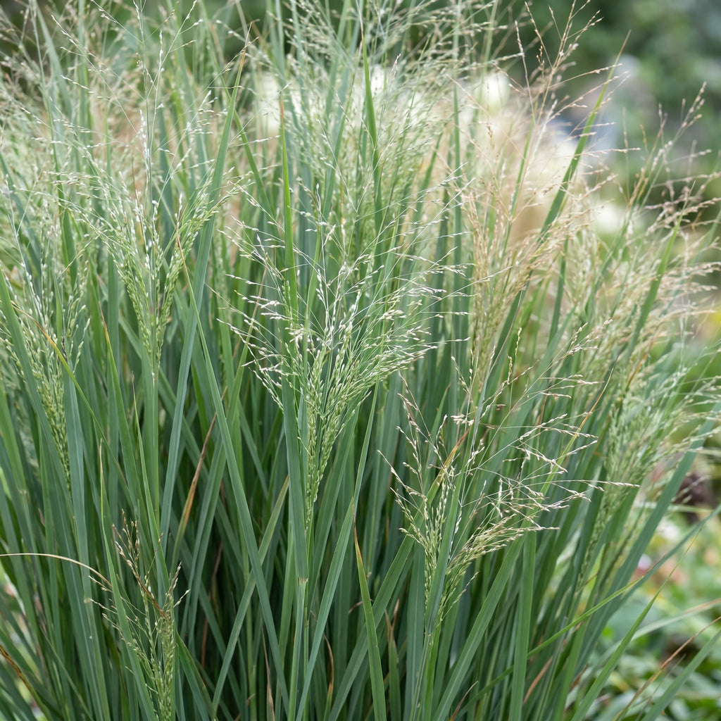 Grassen - Panicum virg. Northwind - Prairiegraan - Met Pluim - Groen - 24 Planten - Pot 11cm - Hoogte 15-25cm