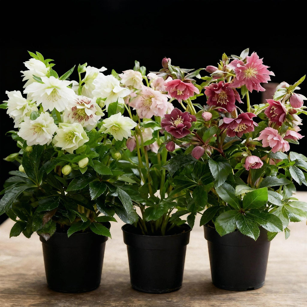 Tuinplant - Lenten Rose - Helleborus orientalis Double Tricolour - Roze - Rode - Witte Bloem -3 Planten - Groenblijvend - Pot 14cm Hoogte 35cm