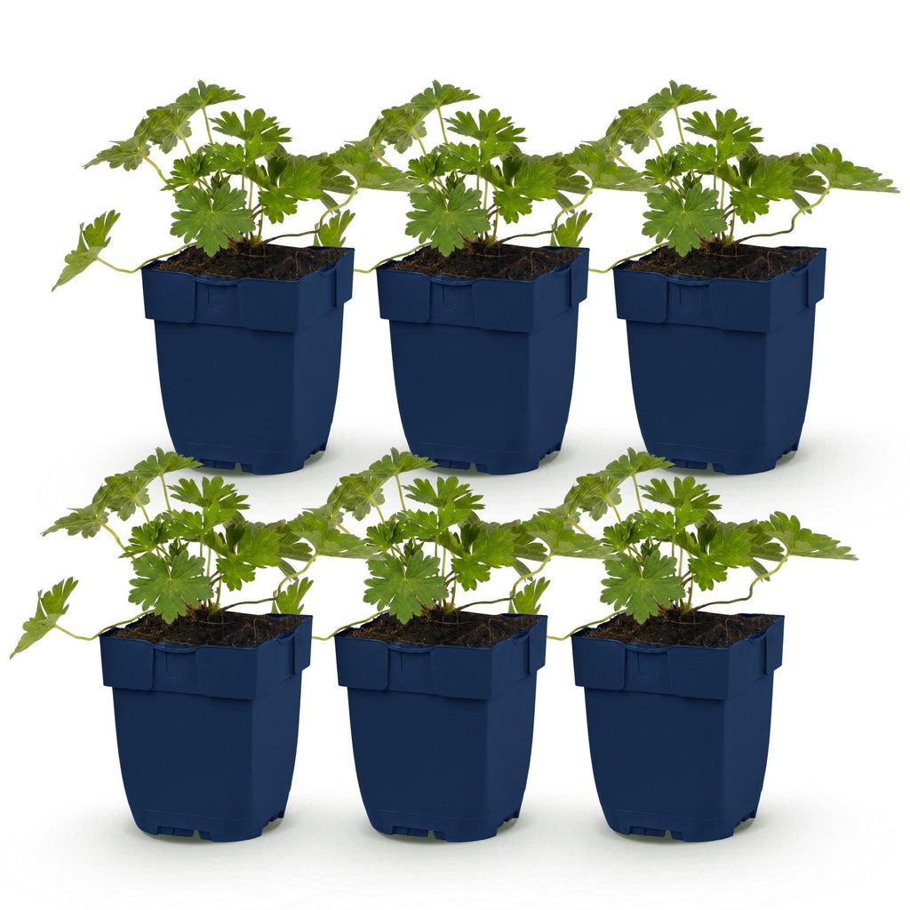 Vasteplant - Geranium 'Rozanne' - Ooievaarsbek - Bodembedekkend - Blauw - 6 Planten - Pot 11cm - Hoogte 15-25cm