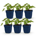 Vasteplant - Geranium 'Rozanne' - Ooievaarsbek - Bodembedekkend - Blauw - 6 Planten - Pot 11cm - Hoogte 15-25cm