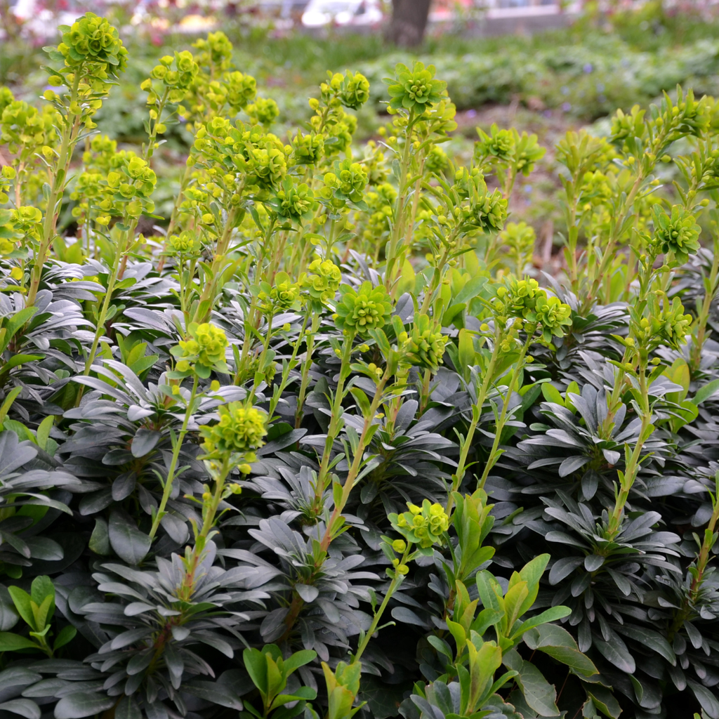 24x Euphorbia amygdal. robbiae - ↕10-25cm - Ø9cm