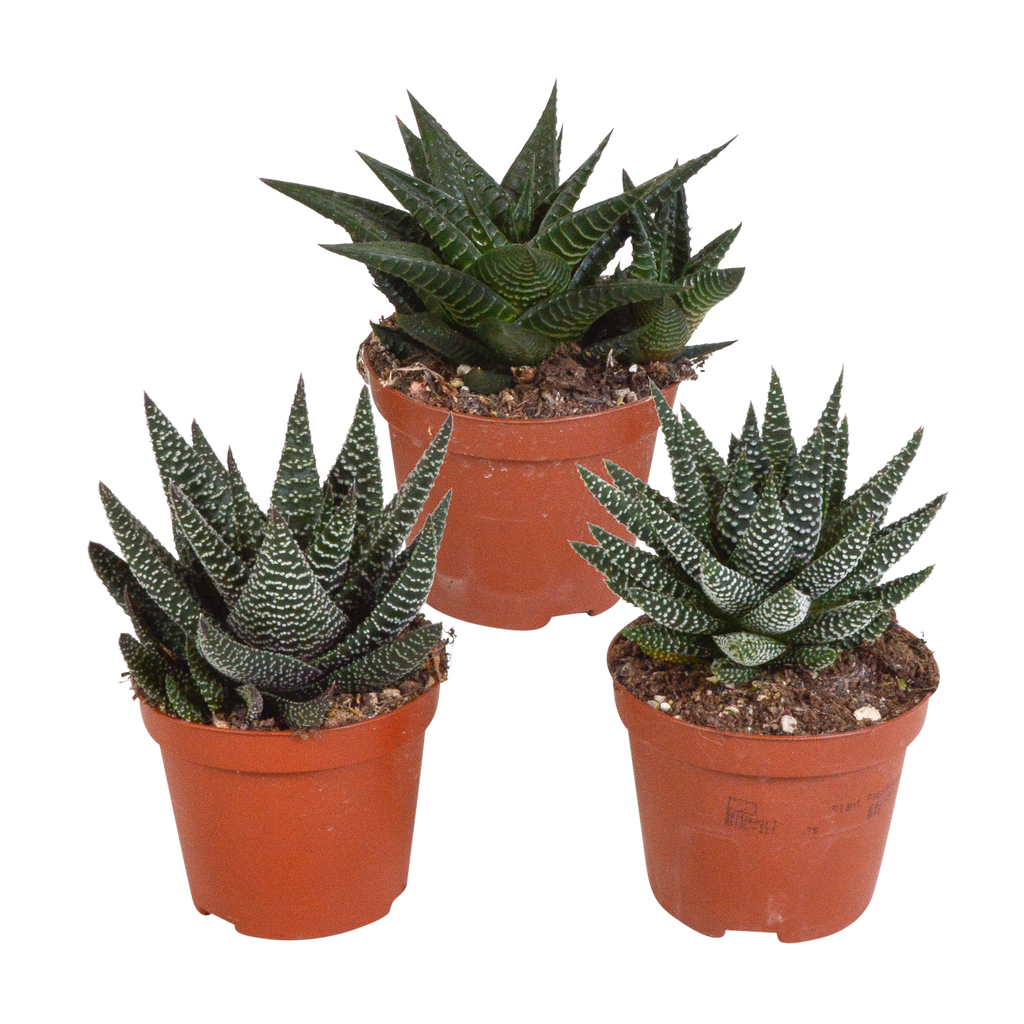 Gasteria/Haworthia mix 8,5cm - 3x - zonder pot