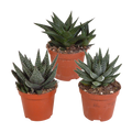 Gasteria/Haworthia mix 8,5cm - 3x - zonder pot