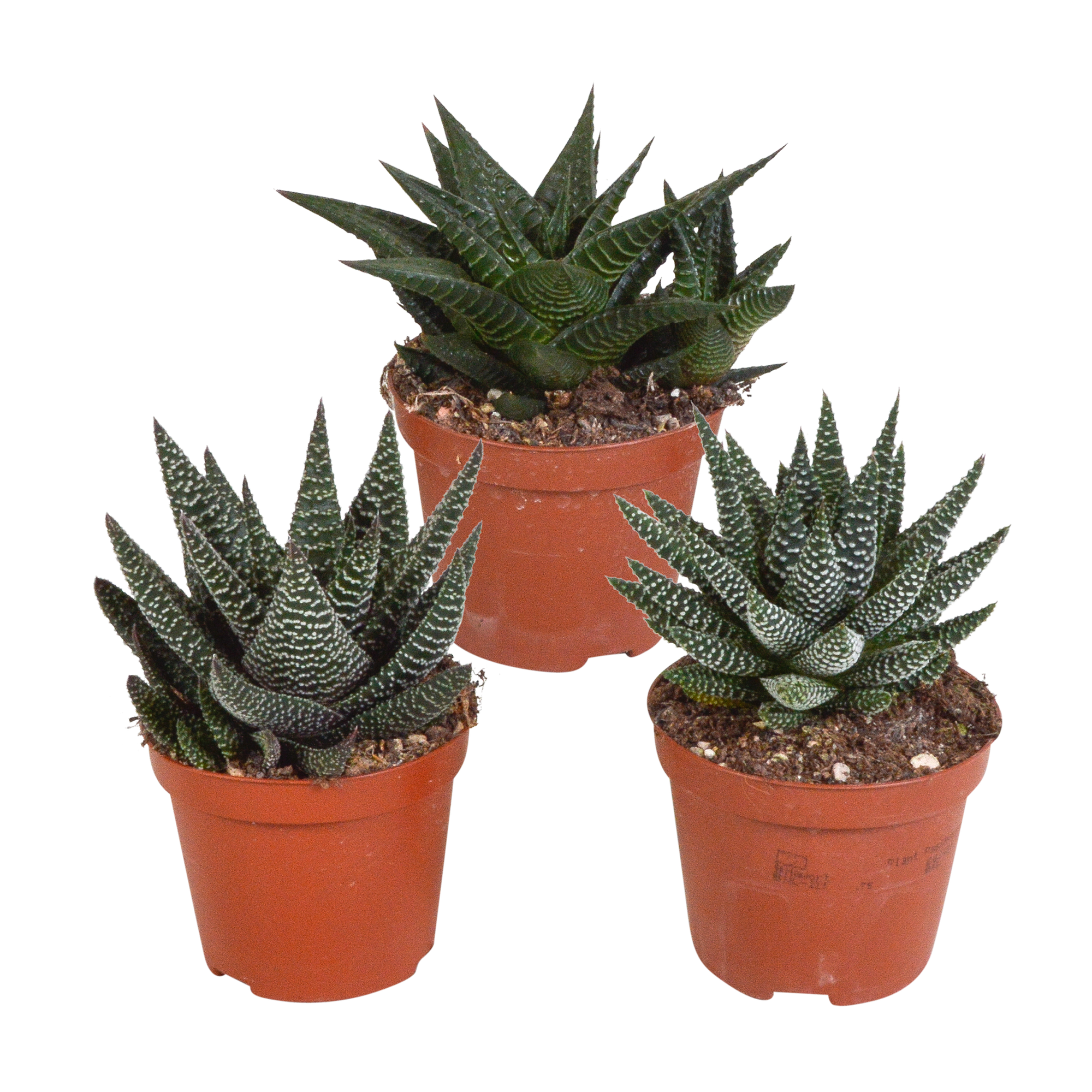 Gasteria/Haworthia mix 8,5cm - 3x - zonder pot