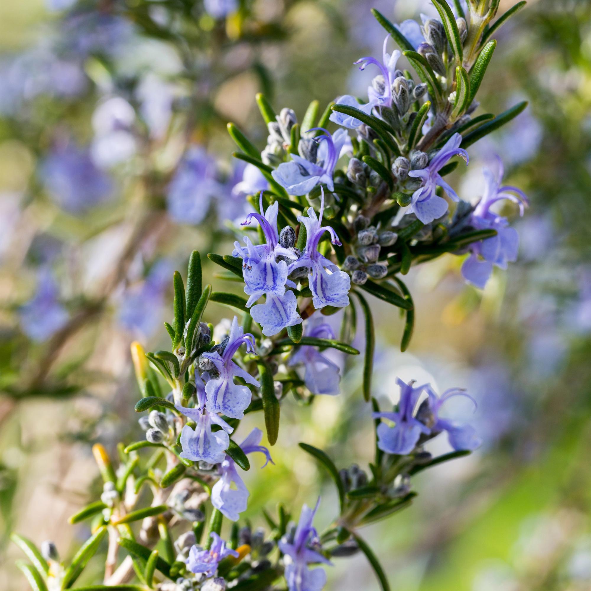 Plant op Stam - Rosmarinus officinalis - Terras Plant - Bladhoudend - Winterhard - Paarse Bloem - Pot 19cm Hoogte 90cm