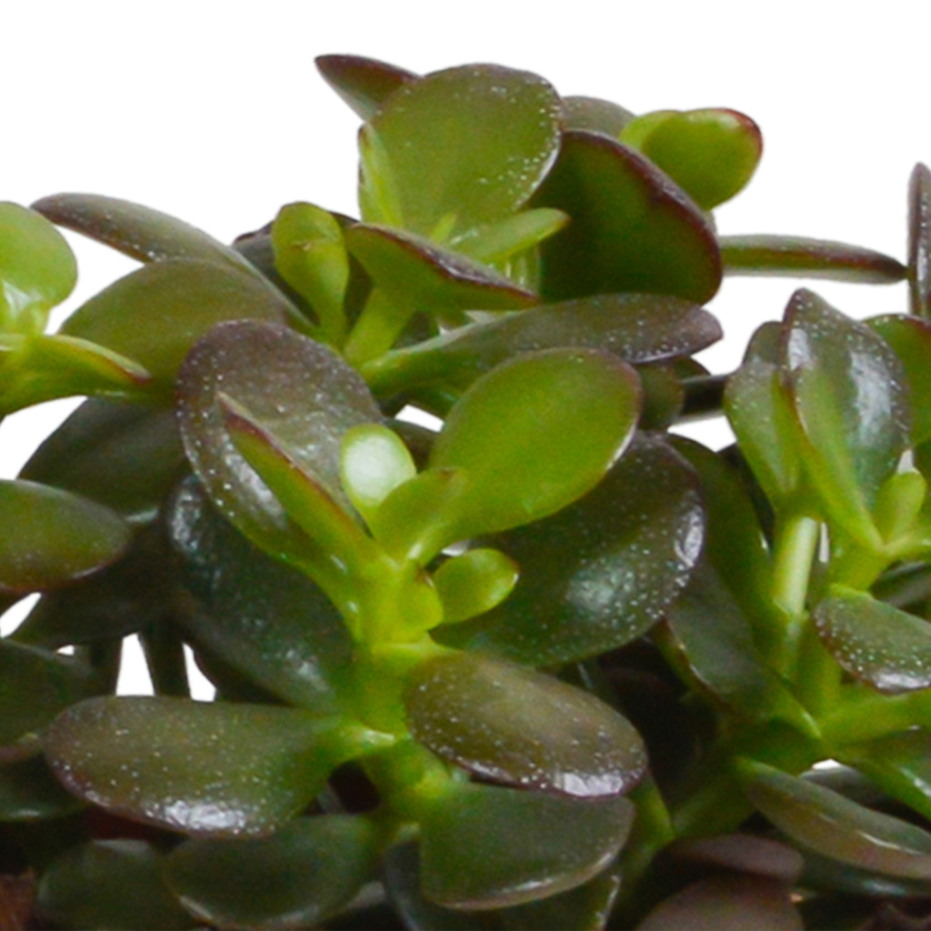 Crassula mix 10,5 cm - 3x - in Mexicaanse pot