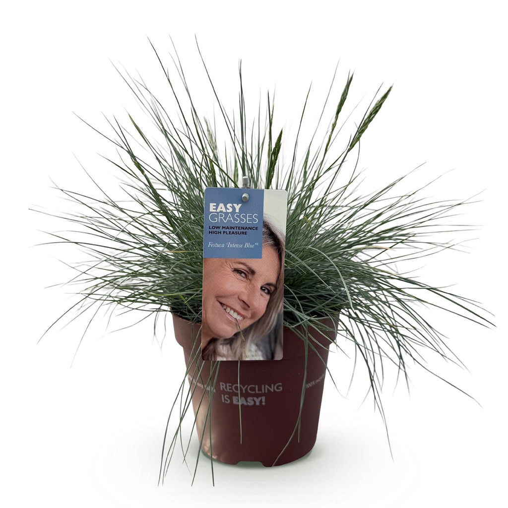 Siergrassen - Festuca glauca Intense Blue  - Blauw - 1 Plant - Groenblijvend - Winterhard - Pot 17cm Hoogte 50cm