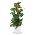 Kamerplant - Monkey Mask - Monstera Andansonii Mosstok - Groen - Weinig onderhoud - 1 Plant - met Potter Wit - Pot 19cm - Hoogte 90cm