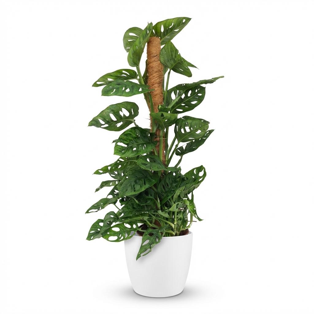 Kamerplant - Monkey Mask - Monstera Andansonii Mosstok - Groen - Weinig onderhoud - 1 Plant - met Potter Wit - Pot 19cm - Hoogte 90cm