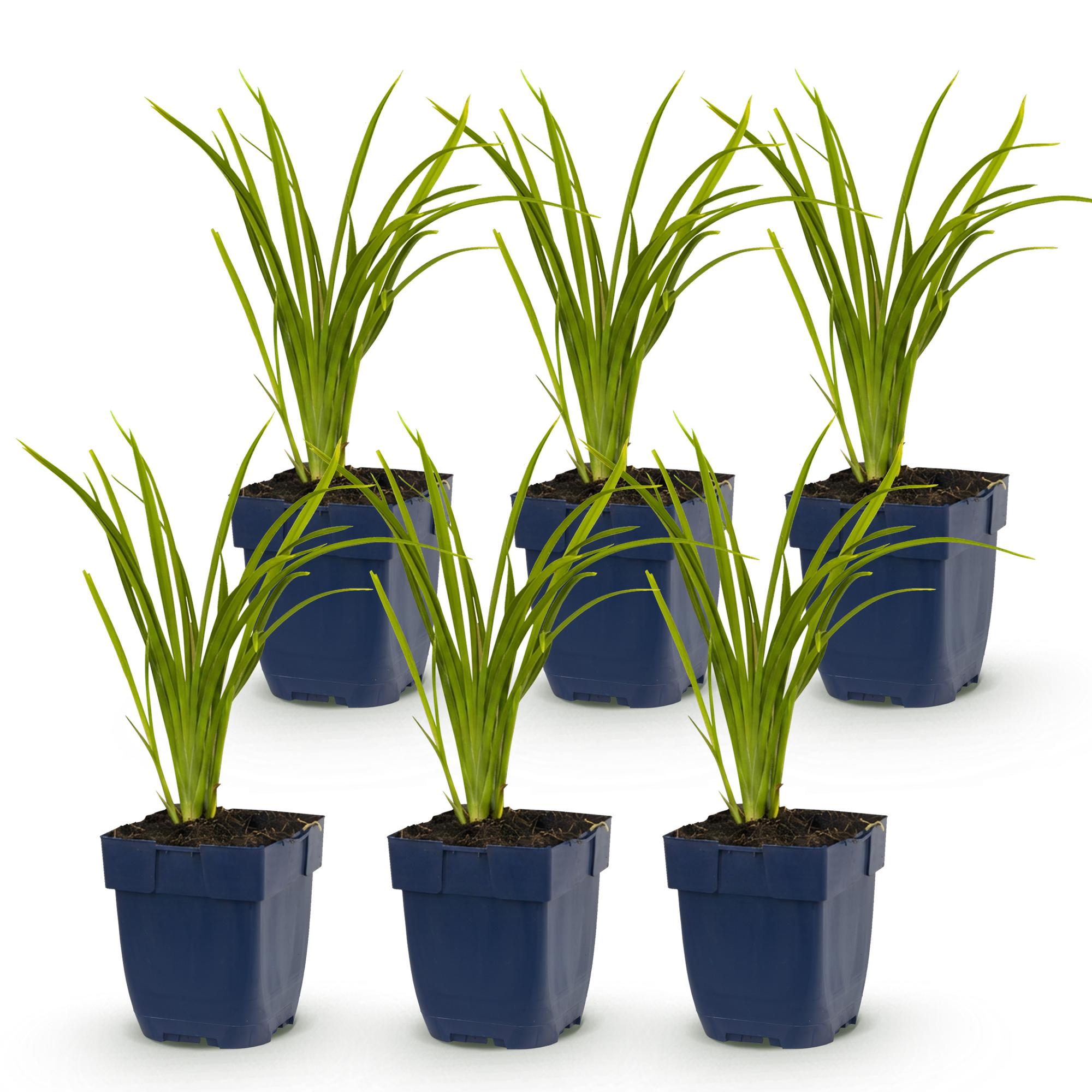 Vasteplant - Hemerocallis Autumn Red - Daglelie - Bijen en Vlinderlokkers - Rood - 6 Planten - Pot 11cm - Hoogte 15-25cm