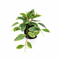 ARTIFICIAL Hoya Variegata - 23cm