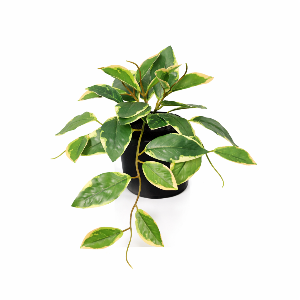 ARTIFICIAL Hoya Variegata - 23cm