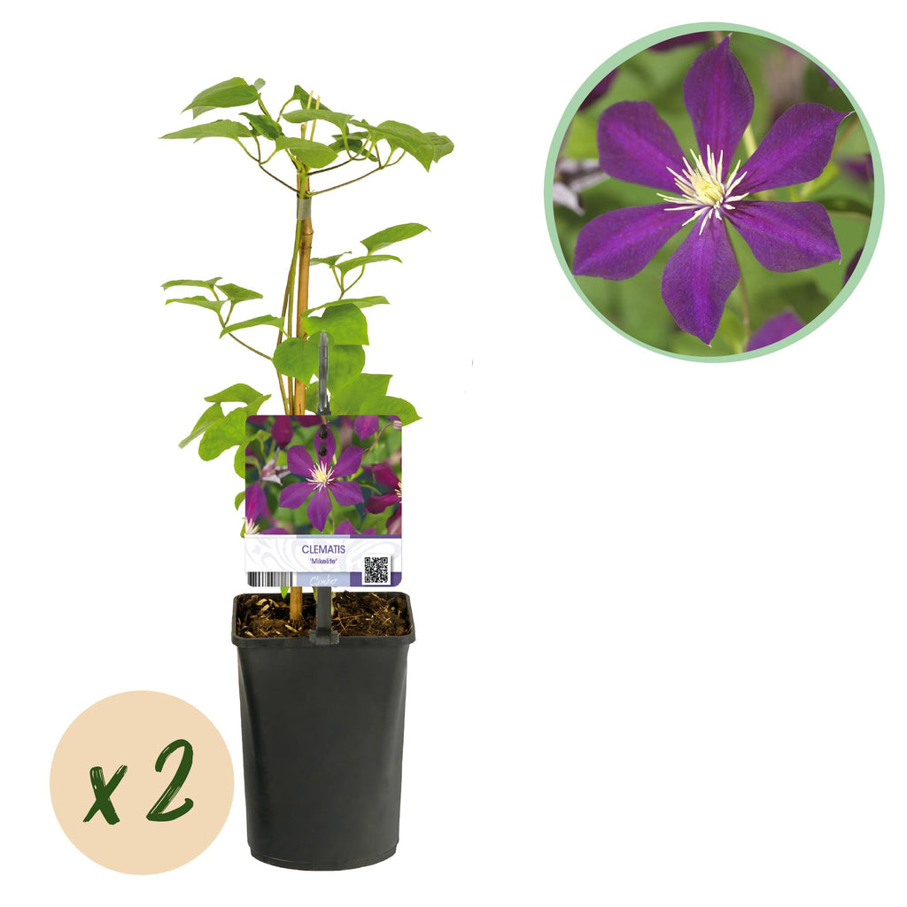 Klimplant - Clematis Mikelite - Bloem Paars - Weinig onderhoud -2 planten -  Pot 11cm Hoogte 40cm