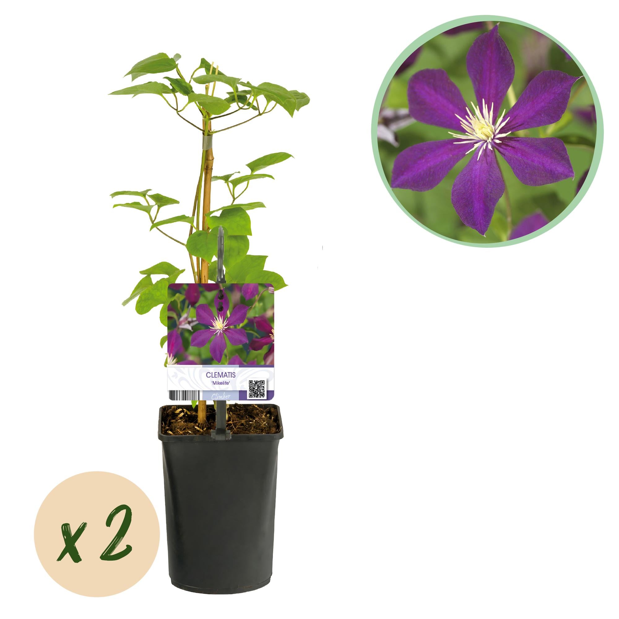 Klimplant - Clematis Mikelite - Bloem Paars - Weinig onderhoud -2 planten -  Pot 11cm Hoogte 40cm