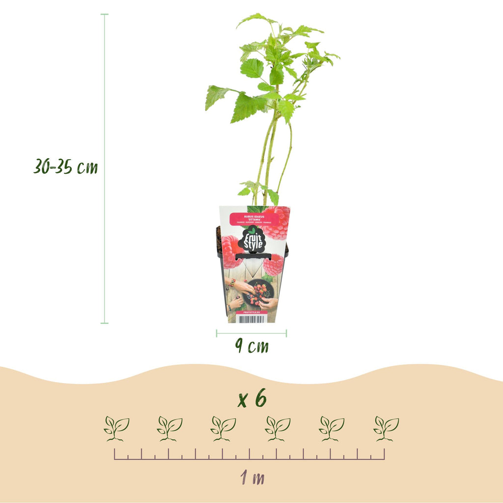 Fruitplanten - Framboos - Rubus idaeus Ottawa - Winterhard - 6 Planten - Pot 9 cm - Rode Framboos