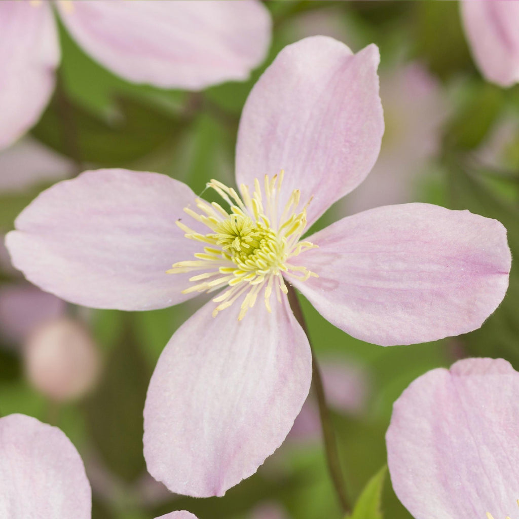 Klimplant - Clematis montana Rubens - Bloem Roze - Vroegbloeiend - Weinig onderhoud -2 planten -  Pot 11cm Hoogte 40cm