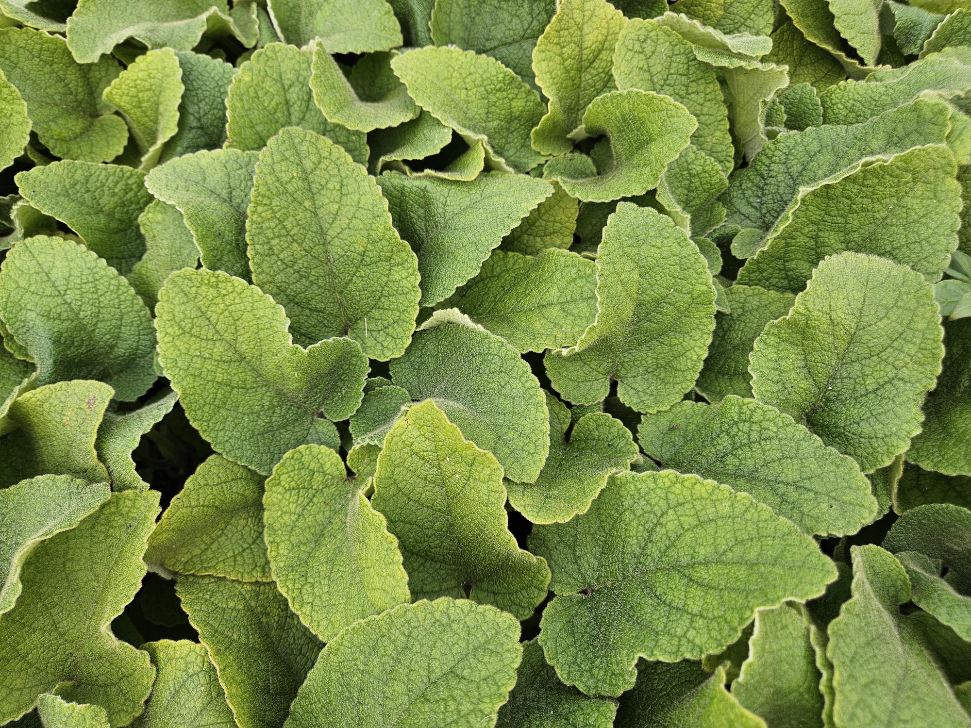 48x Phlomis russeliana - ↕10-25cm - Ø9cm