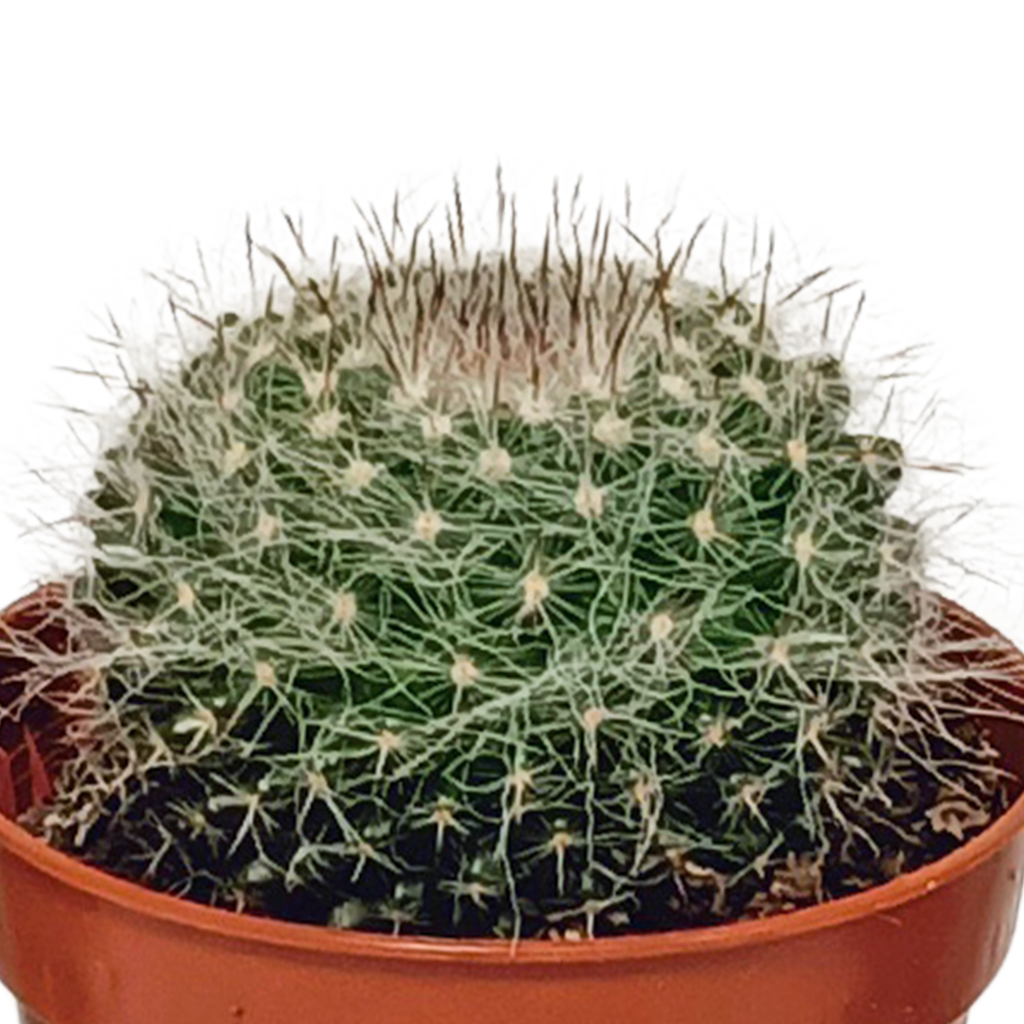 Cactus mix 5.5 cm - 10x - zonder pot