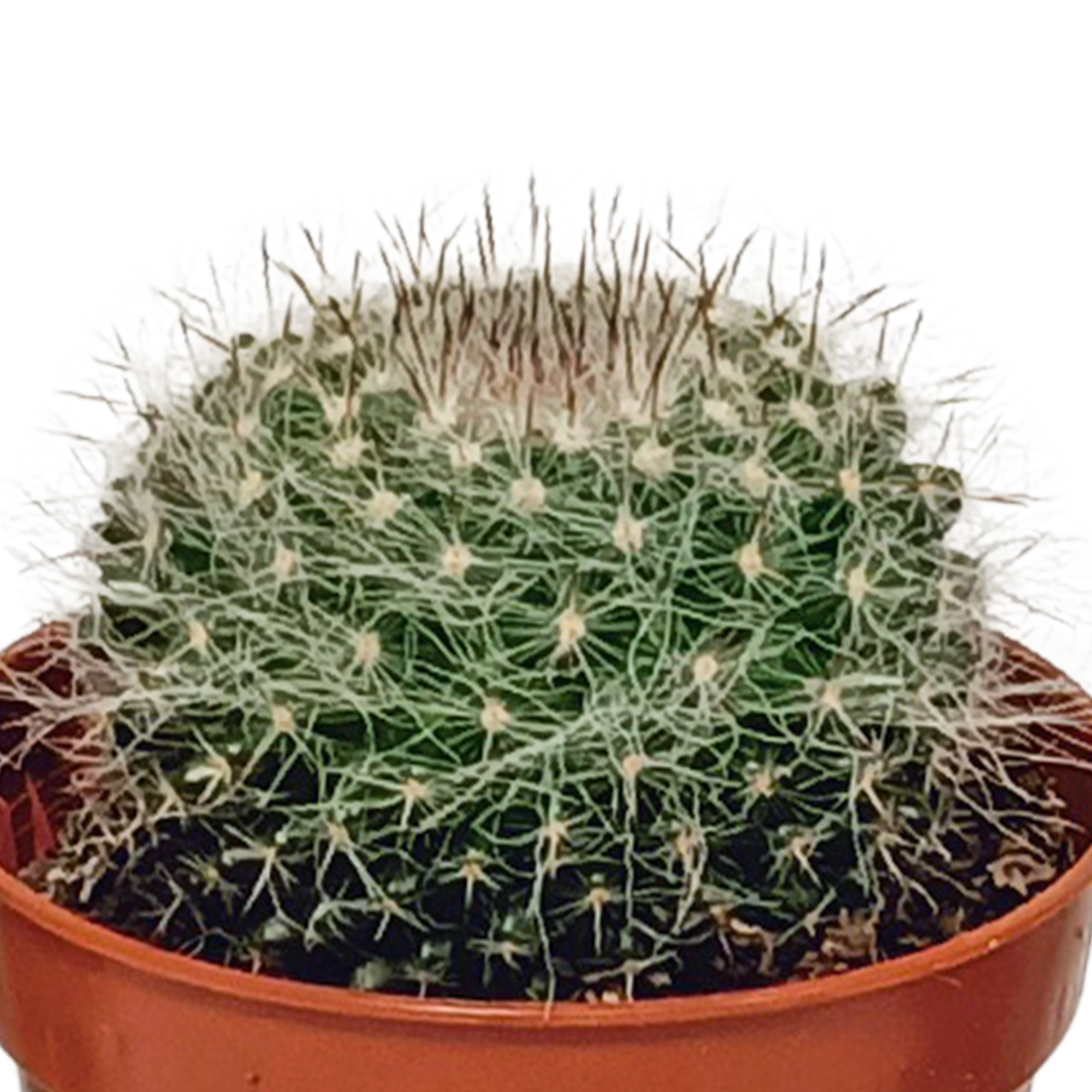 Cactus mix 5.5 cm - 10x - zonder pot