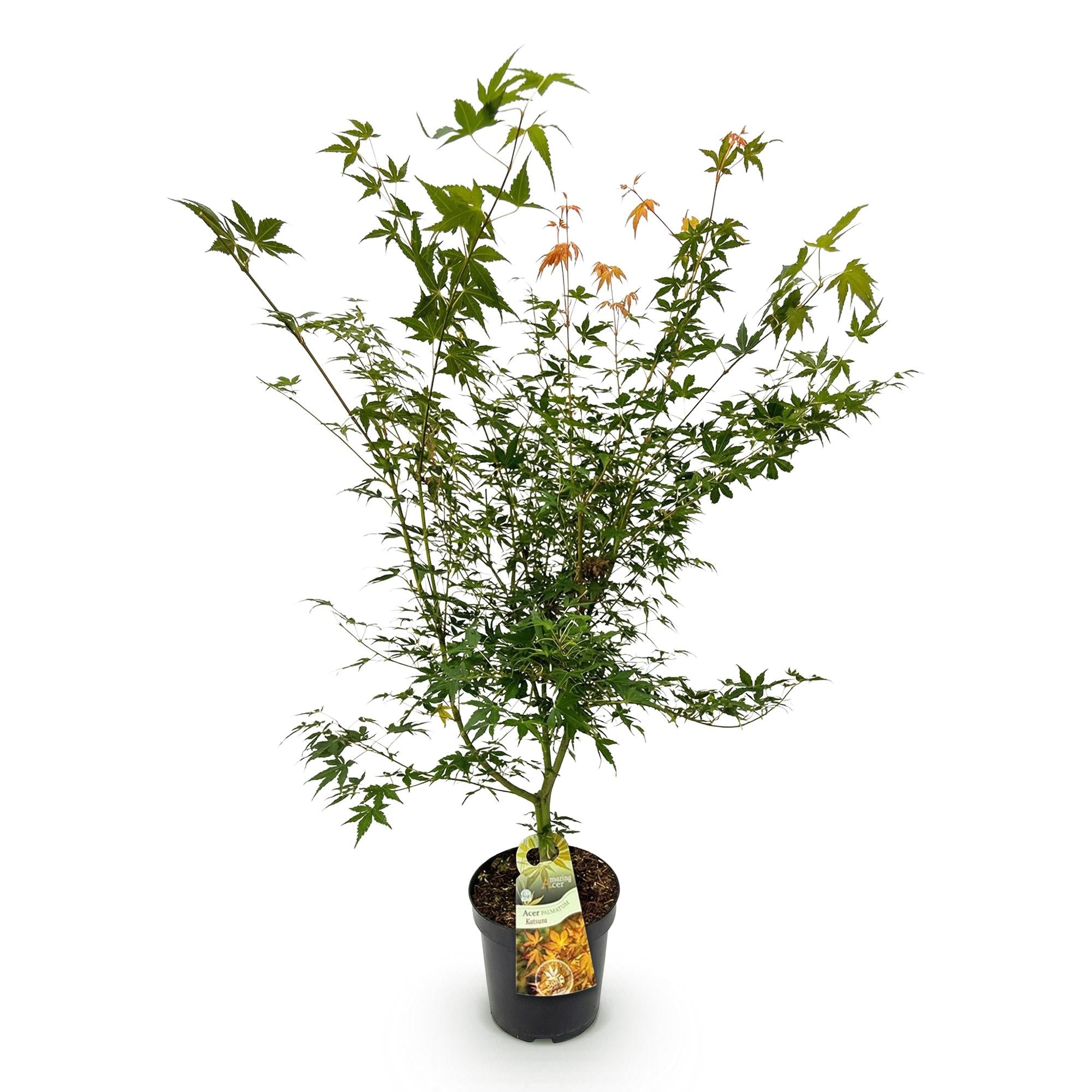 Tuinplant - Acer palmatum Katsura - Japanse Esdoorn - Bladverliezend - Groen - 1 - Pot 26cm - Hoogte 90cm