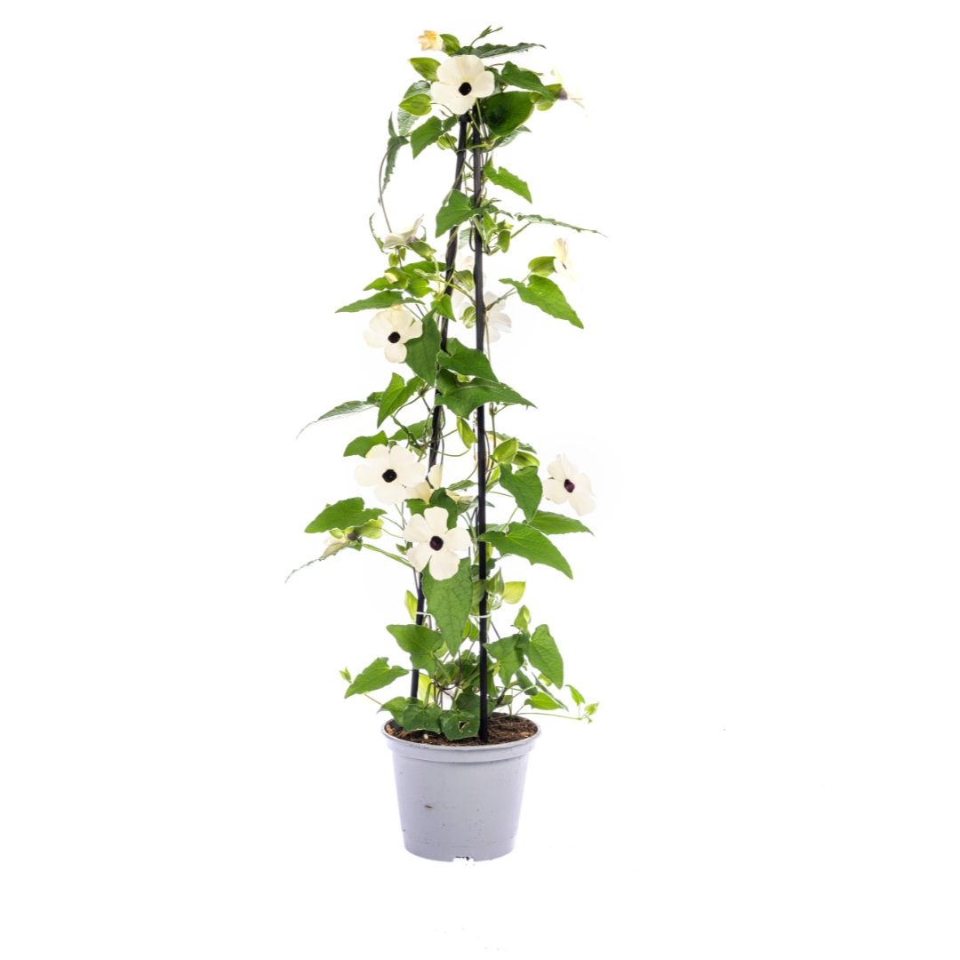 4x Thunbergia Alata Sunny Susy White Ø13 cm - ↕60 cm