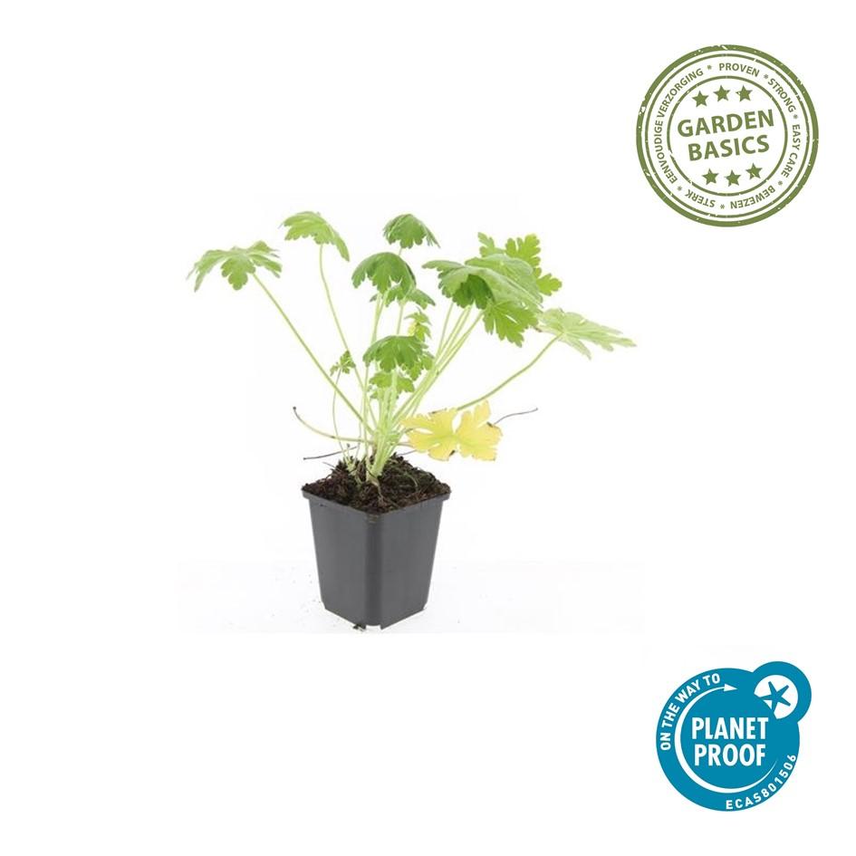 24x Geranium macr. 'Spessart' - ↕10-25cm - Ø9cm