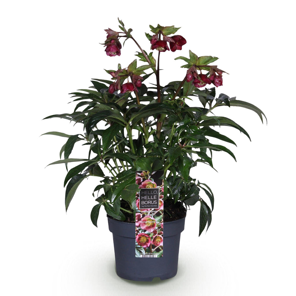 Tuinplant - Lenten Rose - Helleborus Dacaya - Roze Bloem - Groenblijvend - Pot 19cm Hoogte 50cm