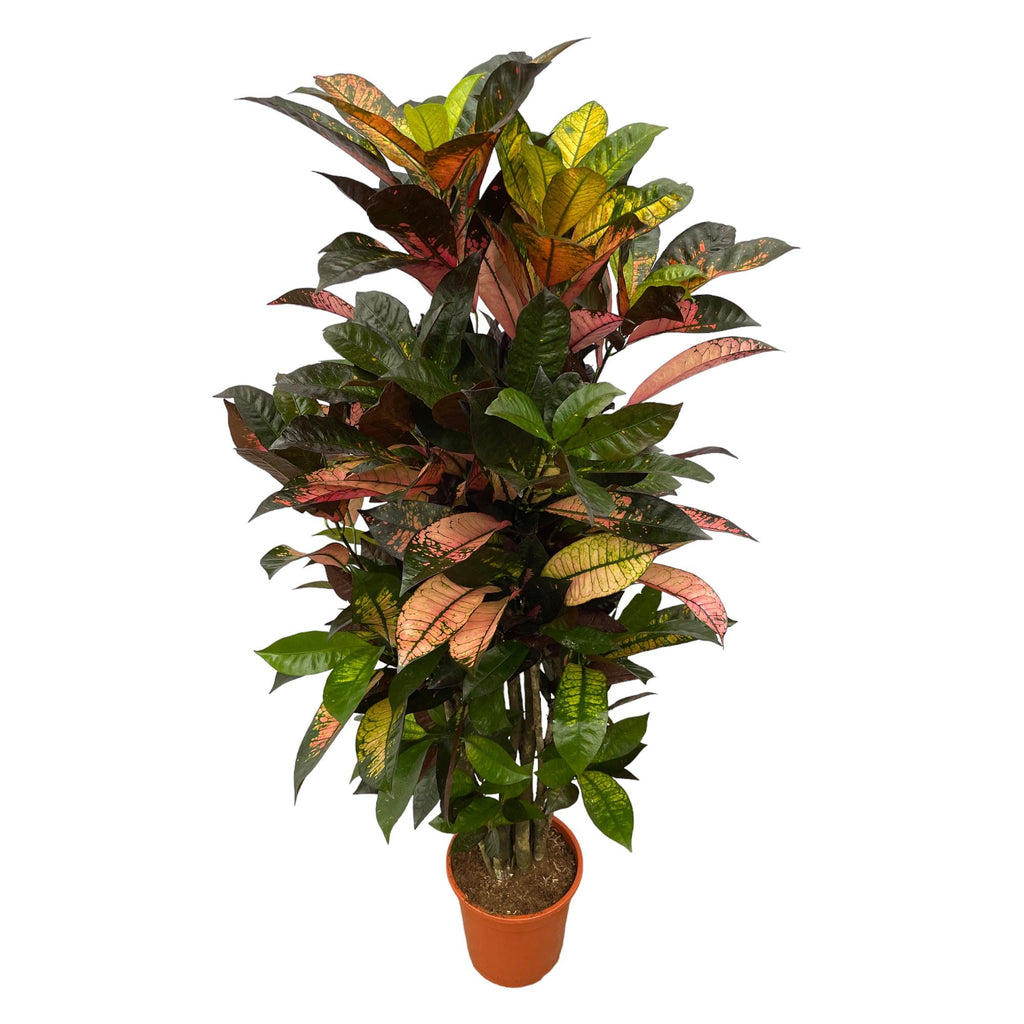 Codiaeum (Croton) Iceton vertakt - 100 cm - Ø24cm