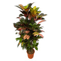 Codiaeum (Croton) Iceton vertakt - 100 cm - Ø24cm