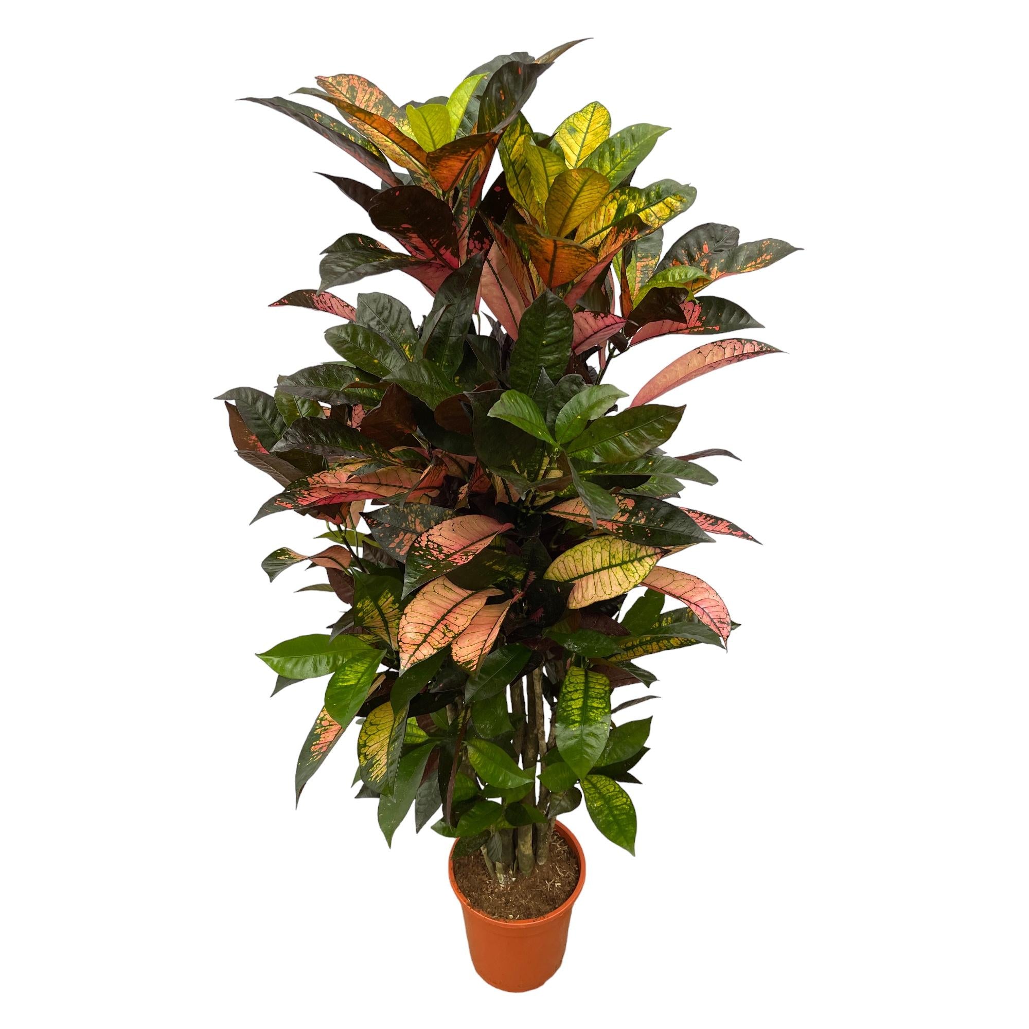 Codiaeum (Croton) Iceton vertakt - 100 cm - Ø24cm