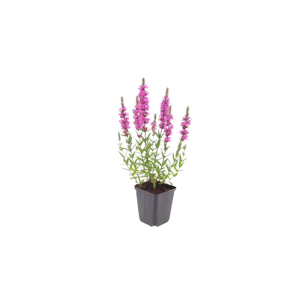 48x Lythrum salicaria - ↕10-25cm - Ø9cm