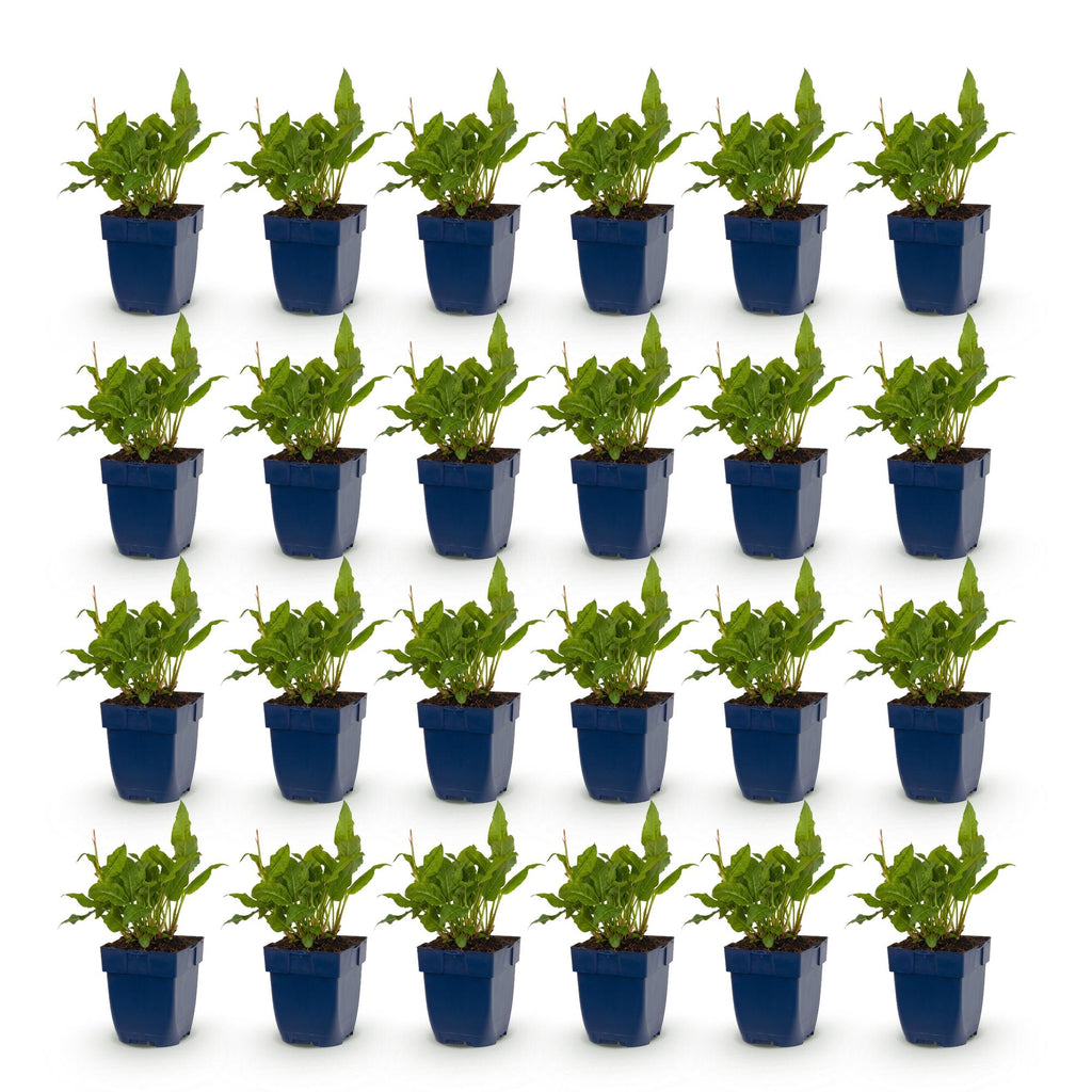 Vasteplant - Persicaria ampl. Rosea - Duizendknoop - Schaduw - Roze - 24 Planten - Pot 11cm - Hoogte 15-25cm