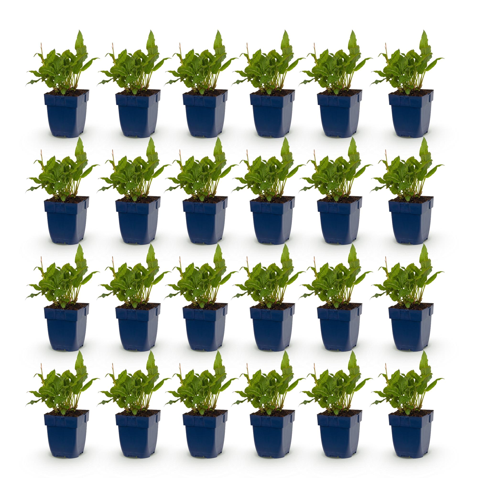 Vasteplant - Persicaria ampl. Rosea - Duizendknoop - Schaduw - Roze - 24 Planten - Pot 11cm - Hoogte 15-25cm