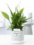 Spathiphyllum In P&PURE Jade Ceramics - Ø12cm - ↕35cm