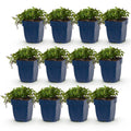 Vasteplant - Campanula posch. Stella - Perzikbladklokje - Bodembedekkend - Paars - 12 Planten - Pot 11cm - Hoogte 15-25cm