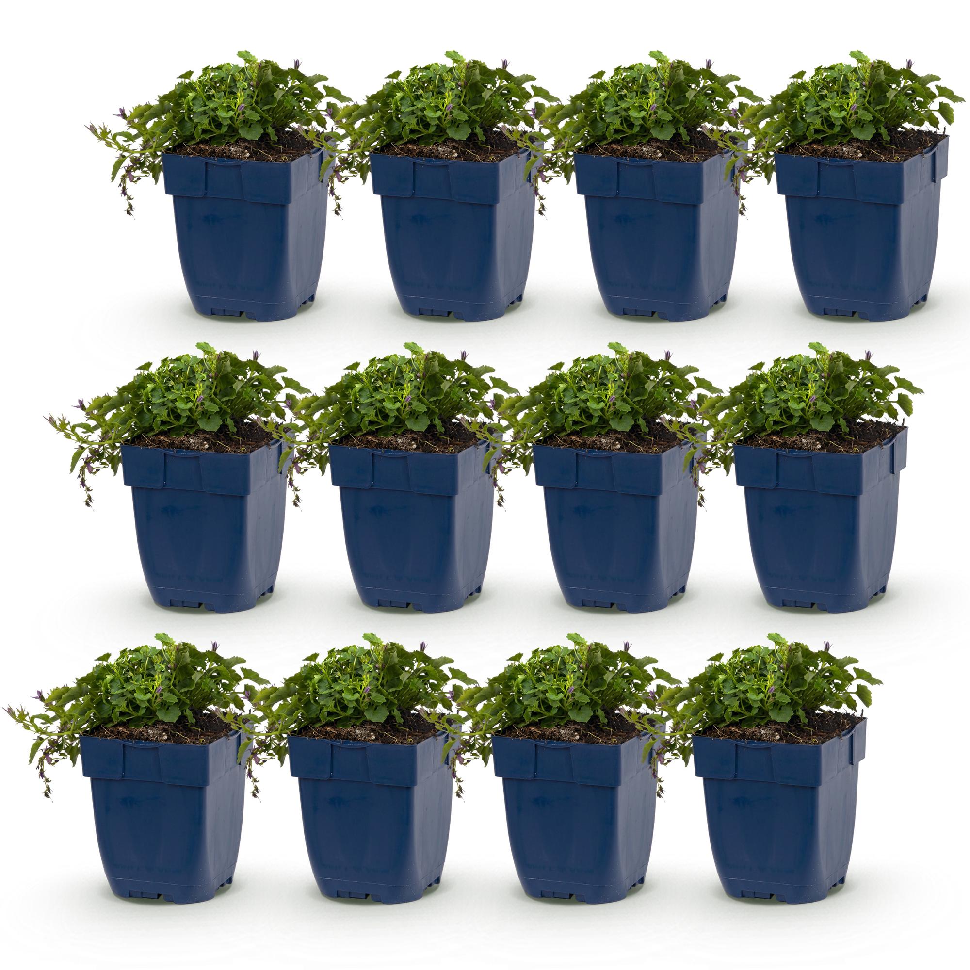 Vasteplant - Campanula posch. Stella - Perzikbladklokje - Bodembedekkend - Paars - 12 Planten - Pot 11cm - Hoogte 15-25cm