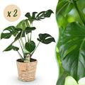 Green is... Kamerplanten - Monstera Deliciosa - Gatenplant - Weinig onderhoud - met mand - Groen - 2 Planten - Pot 17cm - Hoogte 50-55cm