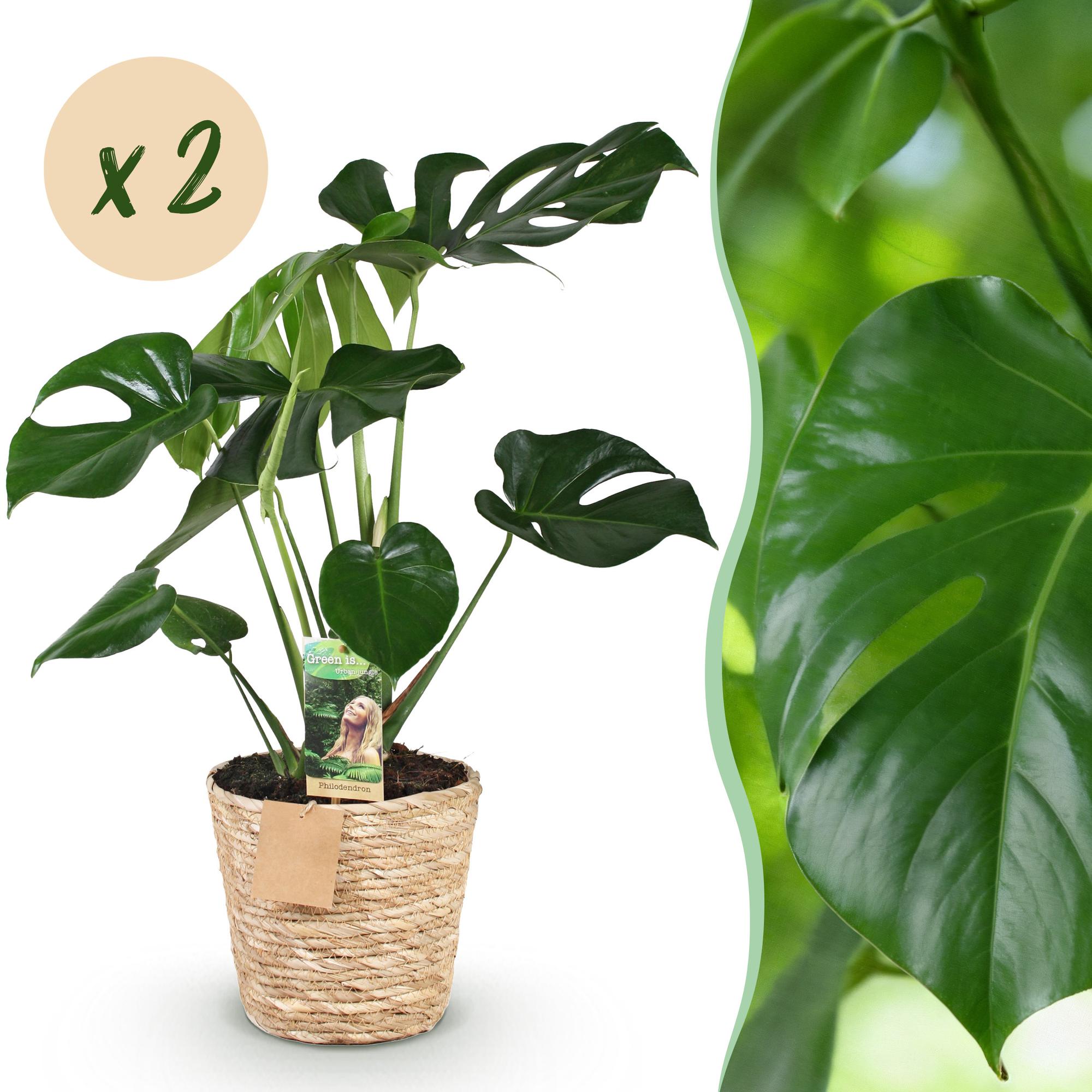 Green is... Kamerplanten - Monstera Deliciosa - Gatenplant - Weinig onderhoud - met mand - Groen - 2 Planten - Pot 17cm - Hoogte 50-55cm